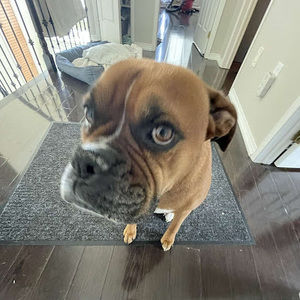 Meet your Posher, Lucas